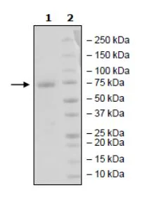 SDS-PAGE - Recombinant Human PD-L1 (mutated K124A) protein (Fc tag C-Terminus + Avi tag C-Terminus) (AB271696)