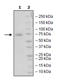 SDS-PAGE - Recombinant Human PD-L1 (mutated K124A) protein (Tagged) (AB271696), expandable thumbnail