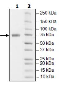 SDS-PAGE - Recombinant Human PD-L1 (mutated K124A) protein (Tagged) (Biotin) (AB271697), expandable thumbnail