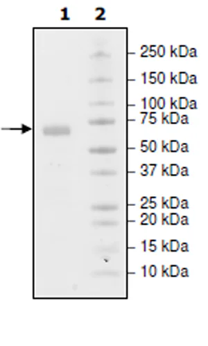 SDS-PAGE - Recombinant Human PD-L1 (mutated M115A) protein (Biotin) (Fc tag C-Terminus + Avi tag C-Terminus) (AB271698)