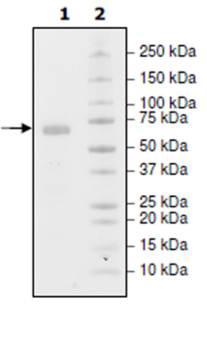 SDS-PAGE - Recombinant Human PD-L1 (mutated M115A) protein (Tagged) (Biotin) (AB271698), expandable thumbnail