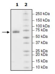 SDS-PAGE - Recombinant Human PD-L1 (mutated Q66A) protein (Biotin) (Fc tag C-Terminus + Avi tag C-Terminus) (AB271699)