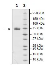 SDS-PAGE - Recombinant Human PD-L1 (mutated R113A) protein (Biotin) (Fc tag C-Terminus + Avi tag C-Terminus) (AB271700)