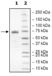 SDS-PAGE - Recombinant Human PD-L1 (mutated R125A) protein (Biotin) (Fc tag C-Terminus + Avi tag C-Terminus) (AB271701)