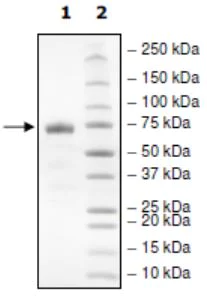 SDS-PAGE - Recombinant Human PD-L1 (mutated R125A) protein (Tagged) (Biotin) (AB271701)