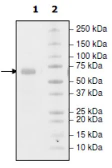 SDS-PAGE - Recombinant Human PD-L1 (mutated S117Q) protein (Biotin) (Fc tag C-Terminus + Avi tag C-Terminus) (AB271702)