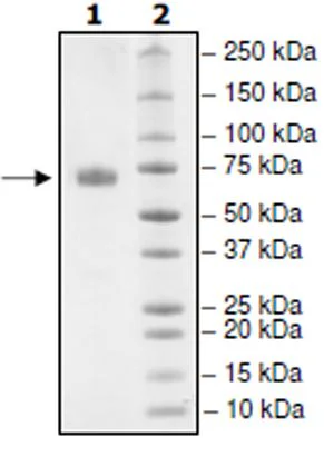 SDS-PAGE - Recombinant Human PD-L1 (mutated T20Q) protein (Biotin) (Fc tag C-Terminus + Avi tag C-Terminus) (AB271703)