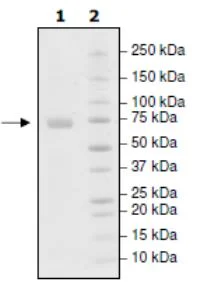 SDS-PAGE - Recombinant Human PD-L1 (mutated Y123A) protein (Biotin) (Fc tag C-Terminus + Avi tag C-Terminus) (AB271705)