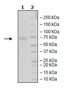 SDS-PAGE - Recombinant Human PD-L1 (mutated Y123A) protein (Fc tag C-Terminus + Avi tag C-Terminus) (AB271704)