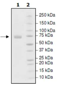 SDS-PAGE - Recombinant Human PD-L1 (mutated Y123A) protein (Tagged) (Biotin) (AB271705)