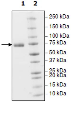 SDS-PAGE - Recombinant Human PD-L1 (mutated Y56A) protein (Biotin) (Fc tag C-Terminus + Avi tag C-Terminus) (AB271706)