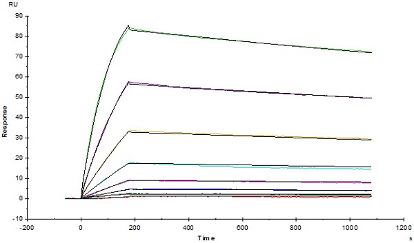 Functional Studies - Recombinant human PD-L1 protein (Active) (ab167713), expandable thumbnail