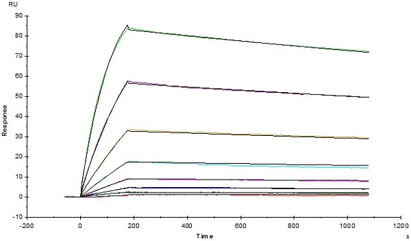 Functional Studies - Recombinant human PD-L1 protein (Active) (AB167713)
