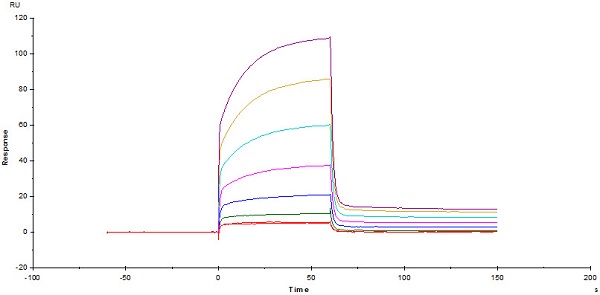 Functional Studies - Recombinant human PD-L1 protein (Active) (ab167713), expandable thumbnail