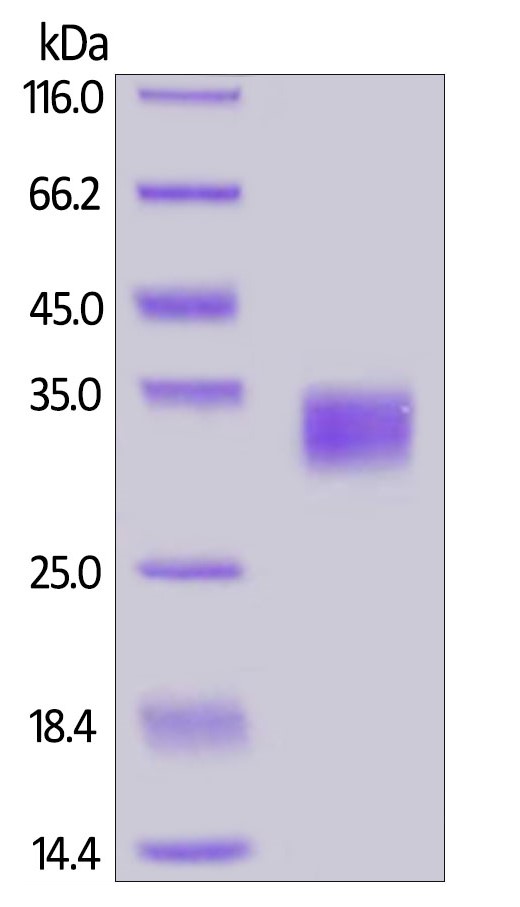 SDS-PAGE - Recombinant human PD-L1 protein (Active) (ab167713), expandable thumbnail