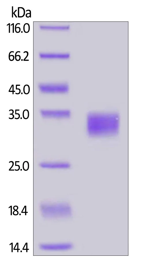 SDS-PAGE - Recombinant human PD-L1 protein (Active) (AB167713)