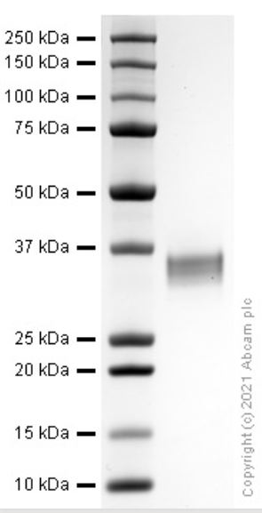 SDS-PAGE - Recombinant human PD-L1 protein (Active) (AB280943), expandable thumbnail