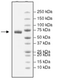 SDS-PAGE - Recombinant human PD-L1 protein (Active) (Biotin) (Fc tag C-Terminus + Avi tag C-Terminus) (AB198649)