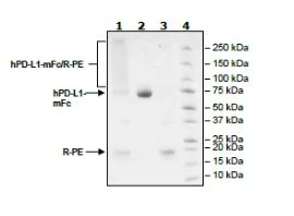 SDS-PAGE - Recombinant Human PD-L1 protein (PE) (Fc tag C-Terminus) (AB271694)