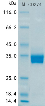 SDS-PAGE - Recombinant Human PD-L1 Protein Standard (His tag) (AB316377), expandable thumbnail