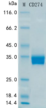 SDS-PAGE - Recombinant Human PD-L1 Protein Standard (His tag) (AB316377)
