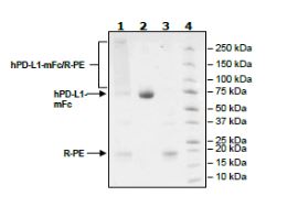 SDS-PAGE - Recombinant Human PD-L1 protein (Tagged) (PE) (AB271694), expandable thumbnail