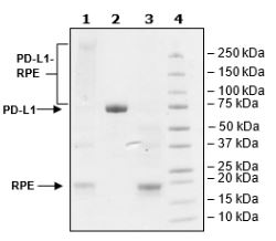 SDS-PAGE - Recombinant Human PD-L1 protein (Tagged) (PE) (AB271708), expandable thumbnail