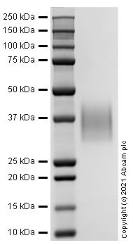 Recombinant Human PD-L2 protein (Active)