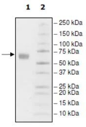 SDS-PAGE - Recombinant Human PD1 (mutated I126A) protein (Biotin) (Fc tag C-Terminus + Avi tag C-Terminus) (AB271658)