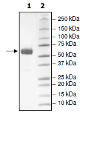 SDS-PAGE - Recombinant Human PD1 (mutated I134A) protein (Biotin) (Avi tag C-Terminus + Fc tag C-Terminus) (AB271659)