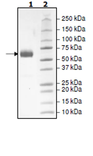 SDS-PAGE - Recombinant Human PD1 (mutated K78A) protein (Biotin) (Avi tag C-Terminus + Fc tag C-Terminus) (AB271660)