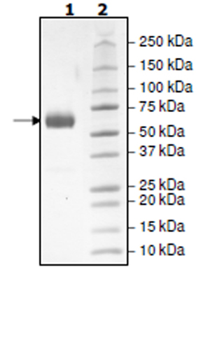 SDS-PAGE - Recombinant Human PD1 (mutated K78A) protein (Tagged) (Biotin) (AB271660), expandable thumbnail