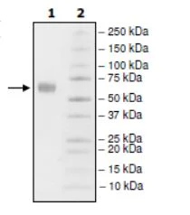 SDS-PAGE - Recombinant Human PD1 (mutated L128A) protein (Biotin) (Avi tag C-Terminus + Fc tag C-Terminus) (AB271661)