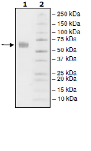 SDS-PAGE - Recombinant Human PD1 (mutated P130A) protein (Biotin) (Avi tag C-Terminus + Fc tag C-Terminus) (AB271662)