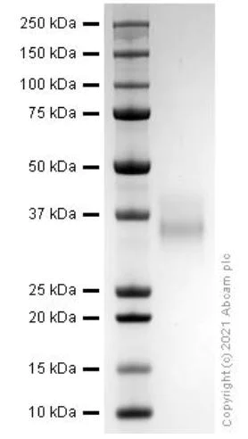 SDS-PAGE - Recombinant Human PD1 protein (AB280753)
