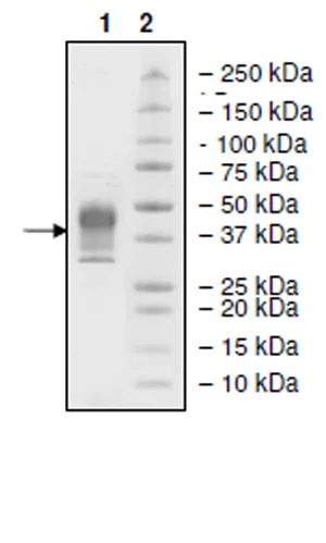SDS-PAGE - Recombinant human PD1 protein (Biotin) (DDDDK tag C-Term + Avi tag C-Term + His tag C-Term) (AB271670)