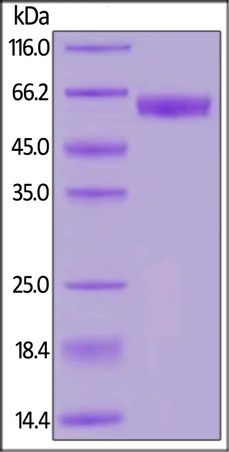 SDS-PAGE - Recombinant human PD1 protein (Fc Chimera Active) (AB221398)