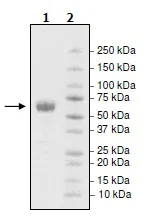 SDS-PAGE - Recombinant human PD1 protein (Fc tag C-Terminus) (AB198774)