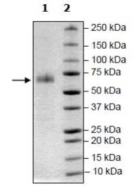 SDS-PAGE - Recombinant human PD1 protein (Fc tag C-Terminus) (AB271665)