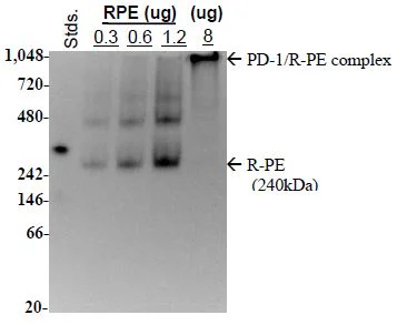 Native Page - Recombinant Human PD1 protein (PE) (Fc tag C-Terminus) (AB271668)
