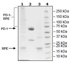 SDS-PAGE - Recombinant Human PD1 protein (PE) (Fc tag C-Terminus) (AB271668)