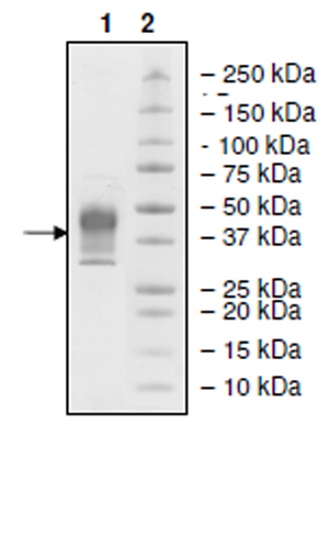 Recombinant human PD1 protein (Tagged) (Biotin)