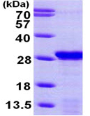 SDS-PAGE - Recombinant Human PDAP1 protein (AB99246)