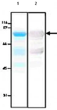 SDS-PAGE - Recombinant Human PDCD2 protein (AB92967)