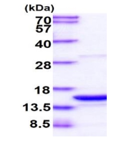 Recombinant Human PDCD5 protein