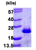 SDS-PAGE - Recombinant Human PDCD6/ALG-2 protein (AB104605)