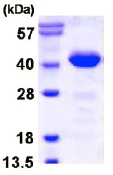 SDS-PAGE - Recombinant Human PDCL protein (His tag N-Terminus) (AB128430)