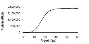 Functional Studies - Recombinant human PDE10A protein (AB101116)