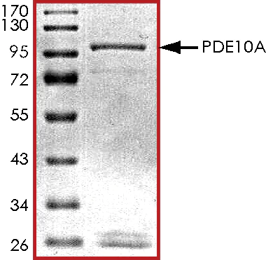 SDS-PAGE - Recombinant human PDE10A protein (AB101116)