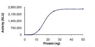 Functional Studies - Recombinant human PDE10A protein (AB101116)